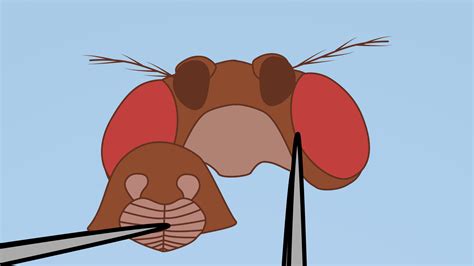 Drosophila Adult Brain Dissection: A Method in Fly Neurobiology