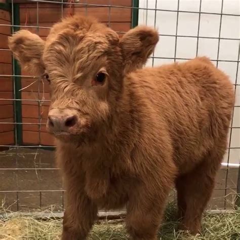 miniature highland cows for sale near me - Denna Wallis