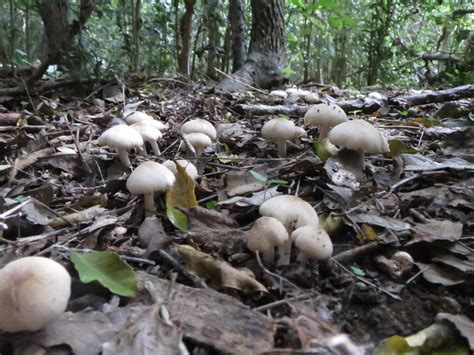 Todays Finds with some ID requests - Mushroom Hunting and ...