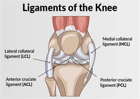 ACL and MCL Injuries - Eastside Medical Group - Cleveland, Ohio