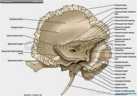 HOW TO SEQUENCE ANCIENT DNA - Petrous bone (Pyramid Bone) - dense bone ...