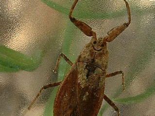 Water scorpion | Aquatic, Predator, Nymph | Britannica