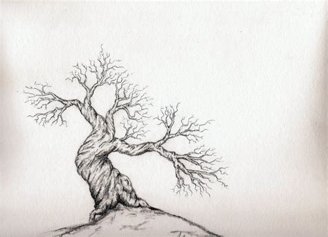 Gnarled_tree_by_Arboris_Silvestre.jpg 900×650 pixels | Art, Tree, Sketches