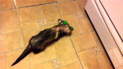 Ferret stealing my stuff - YouTube