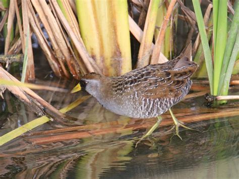 33 Shorebirds In Florida And Their Calls