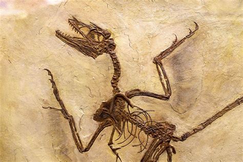 Microraptor : r/FossilPorn