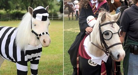 30 Best Horse Costume Ideas (Halloween, Christmas & Fancy Dress)