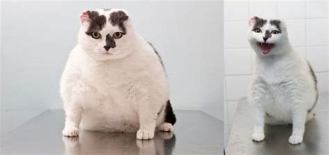 Previously Obese Animals That May Inspire You to Diet - Neatorama