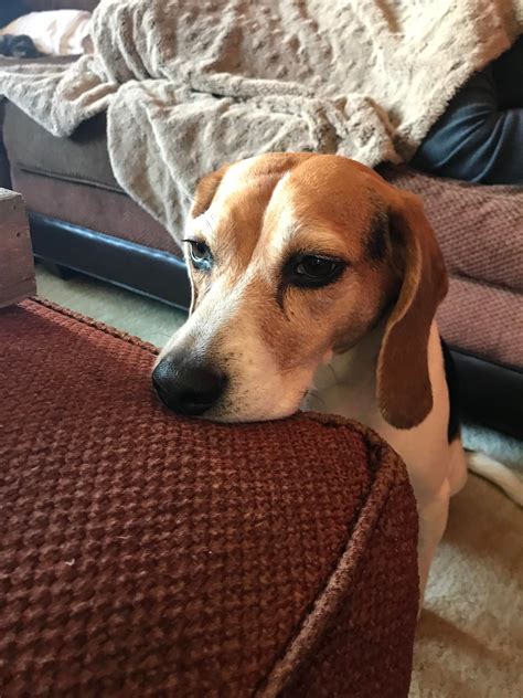 My beagle girl with her pretty eyes : beagle