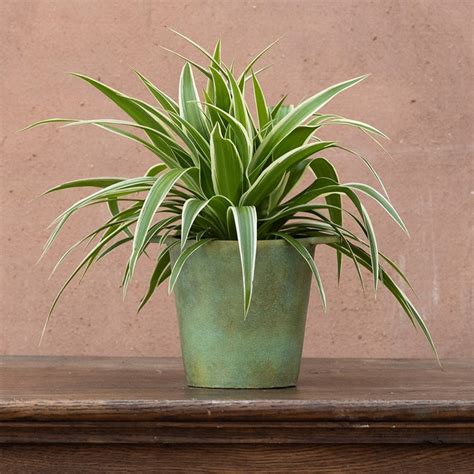 Spider Plant Growing Indoors / How to Grow Spider Plants Indoors| Houseplants | Miracle-Gro : If ...