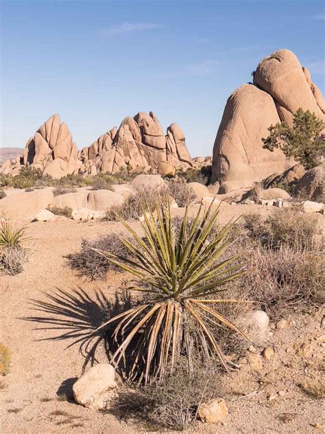 Skull Rock Joshua Tree: Hiking Guide — The Discoveries Of