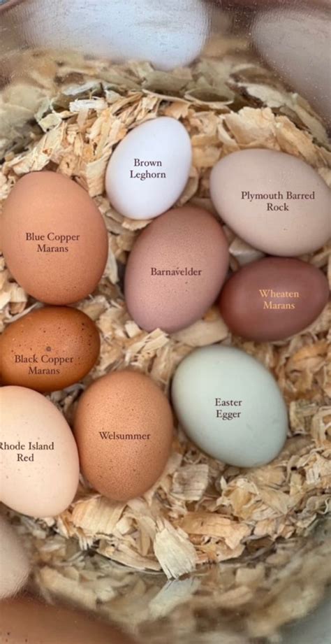 Black copper marans egg color chart – Artofit