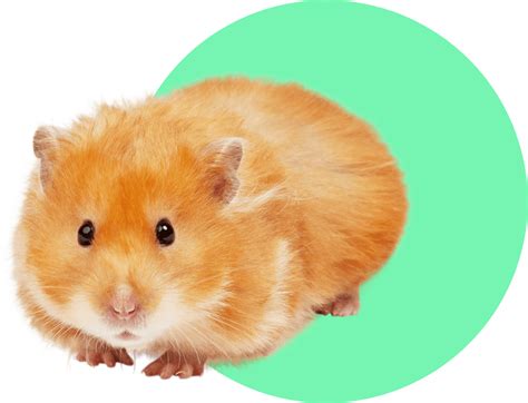 New Pet Guides: Hamster | Petco