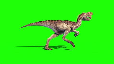 Oviraptor image - Free stock photo - Public Domain photo - CC0 Images
