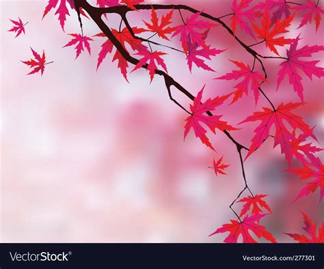 Japanese maple Royalty Free Vector Image - VectorStock