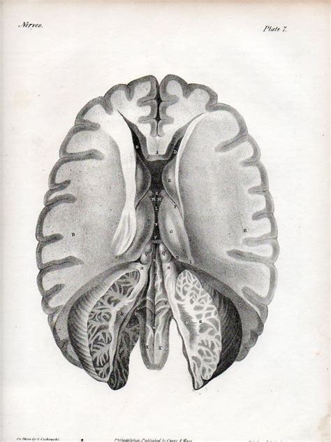 JF Ptak Science Books // Blog Bookstore: 150 Year Old Paper Lateral ...