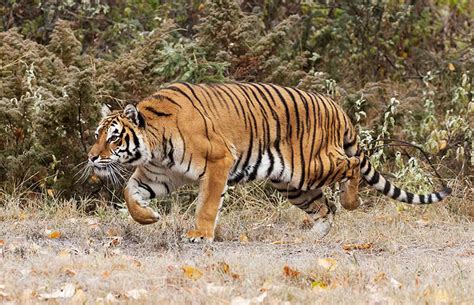 Saving the tiger: How India’s successes in tiger conservation have ...