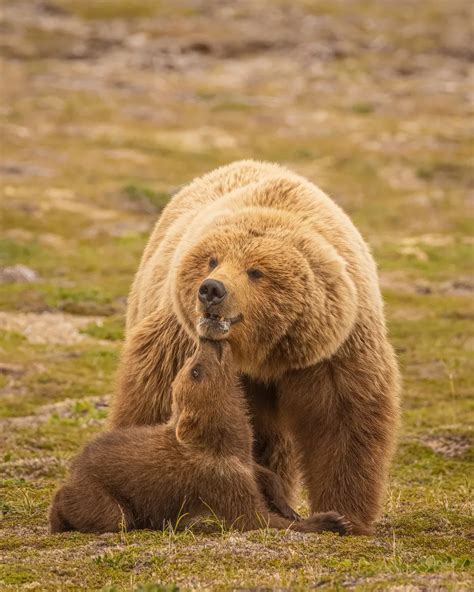 Grizzly Momma With Adorable Cub | Smithsonian Photo Contest ...