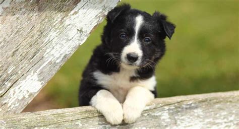 Border Collie Names: Perfect Names for Your Clever Pup