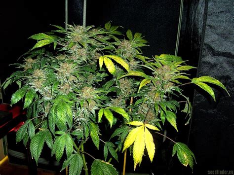Strain-Gallery: Heavy Duty Haze (Clone Only Strains) PIC ...