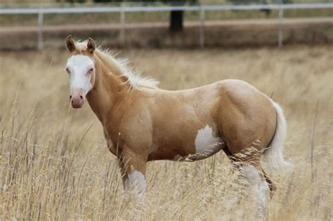 25+ Photo of a palomino paint horse info | horsestabledesigns