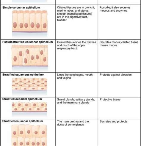 de Epithelial Tissue Location In The Body jun epithelial tissue is a ...