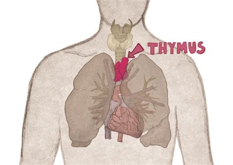 Human Thymus Gland