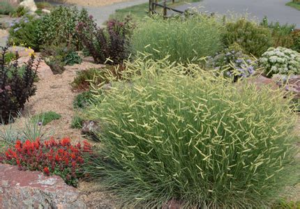 'Blonde Ambition' Blue Grama Grass – Buxom Beauty from this Plant Select Winner - Lot-Lines