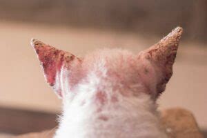Cat Mange and Scabies: Causes, Symptoms & Treatments (Vet Answer) - Excited Cats