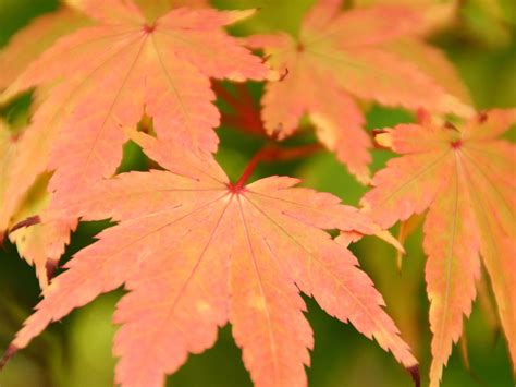 Which maple trees have the best color in fall? | Livingetc