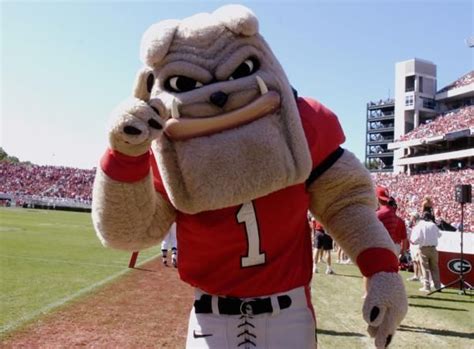 Georgia Bulldogs mascot Hairy Dawg stalks the UGA sidelines before the Ole Miss game in Athens ...