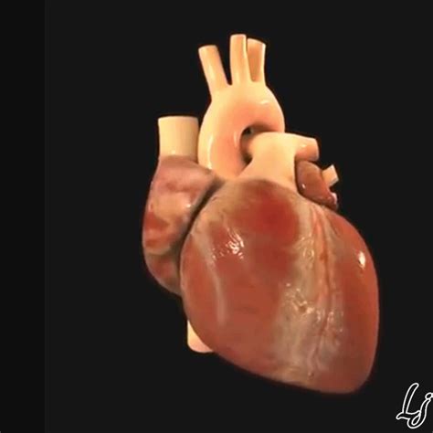 Human Heart Animation GIF