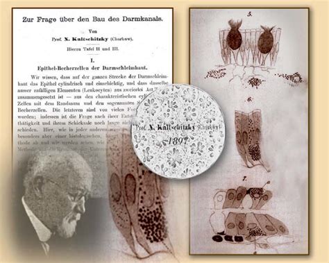 In 1897, while at Kharkov University , Nikolai Kulchitsky (bottom left)... | Download Scientific ...