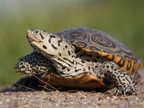 Diamondback Terrapin Facts, Adaptations, Habitat, Diet, Size