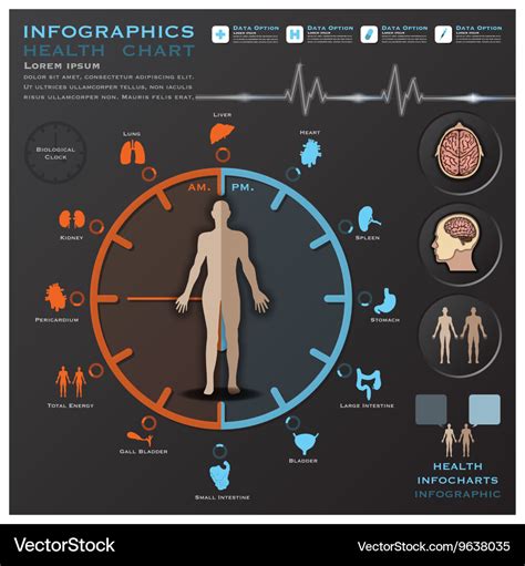 Biological clock health and medical infographic Vector Image