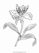 Alstroemeria Golden Flower Coloring Page For Kids  Free Peruvian Lily sketch template