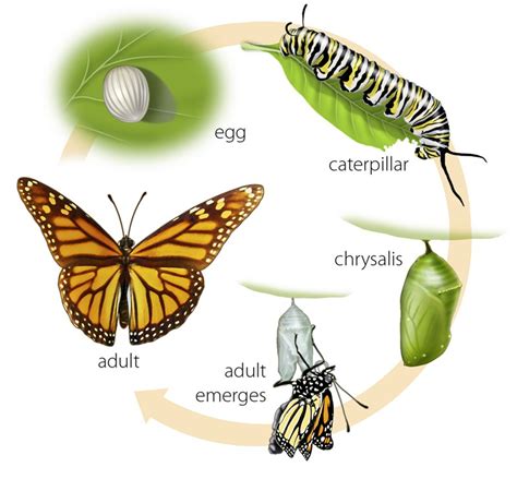 The Life Cycle of a Butterfly