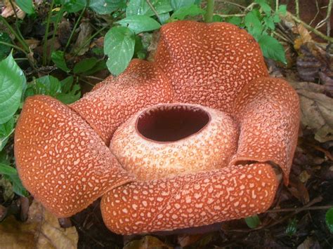 Rafflesia-Arnoldii, the largest flower in the world...looks like a Venus Flytrap for human hands ...