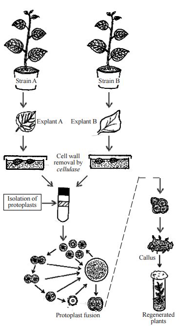 Protoplast fusion and Practical applications of protoplasmic fusion