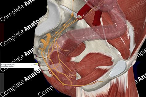 Ganglion impar | Complete Anatomy