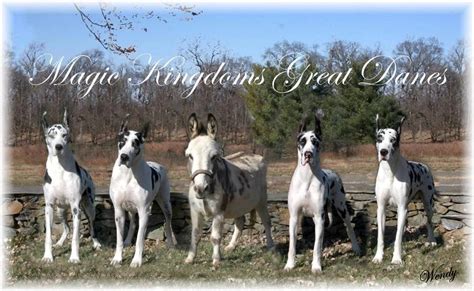 Magic Kingdoms Great Danes - Great Danes, Great Dane Puppies for Sale