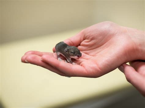 70以上 dwarf baby mouse deer 208403