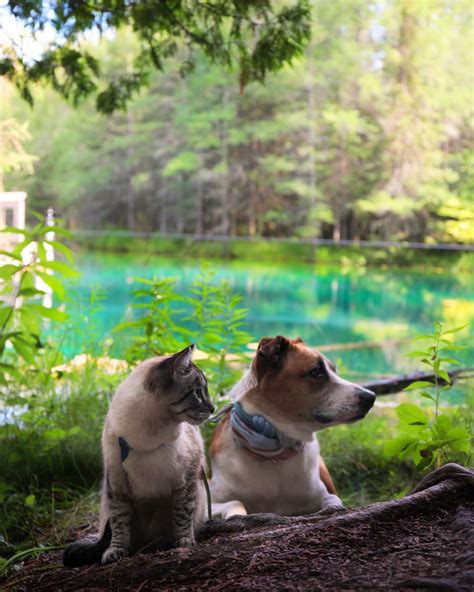 Henry + Baloo 👋🏼 on Instagram: “Moments before I snapped this photo, the cutest little girl ...