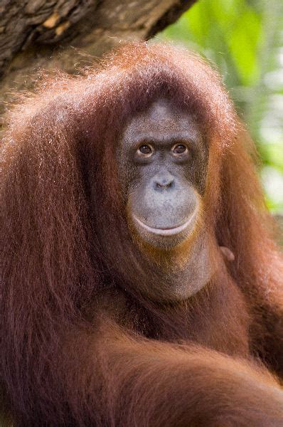 Close Up Portrait Of Female Orangutan