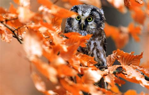 Autumn Owl Wallpapers - Wallpaper Cave