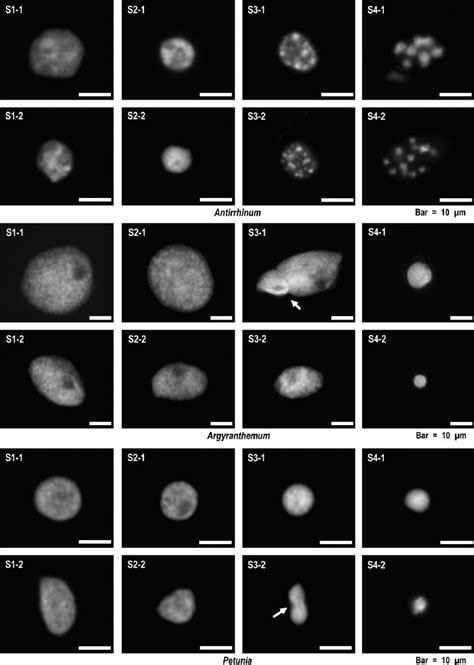 Morphology of DAPI-stained DNA masses (including functional nuclei) in ...