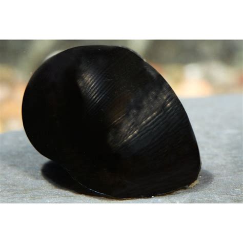 Black Racer Nerite Snail