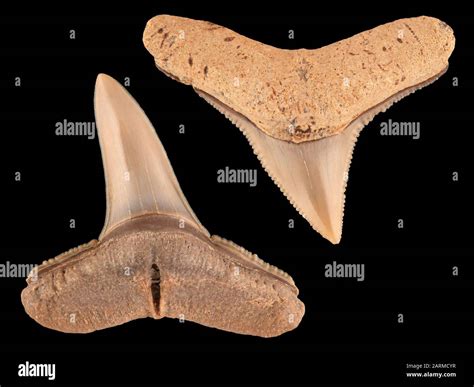 Fossil teeth of a requiem shark, Carcharhinus species. The lower tooth is from the lower jaw and ...