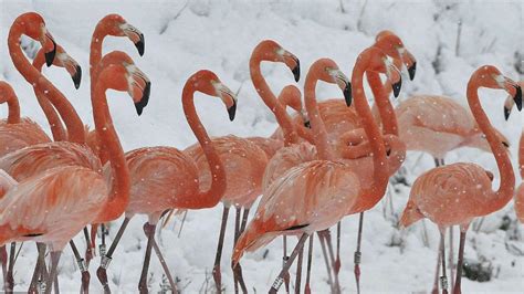 Flamingos and Their Adaptation to Challenging Environments – Nature ...