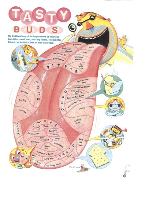 Cool Diagram Of Human Tongue Showing Taste Buds Ideas - Bigmantova